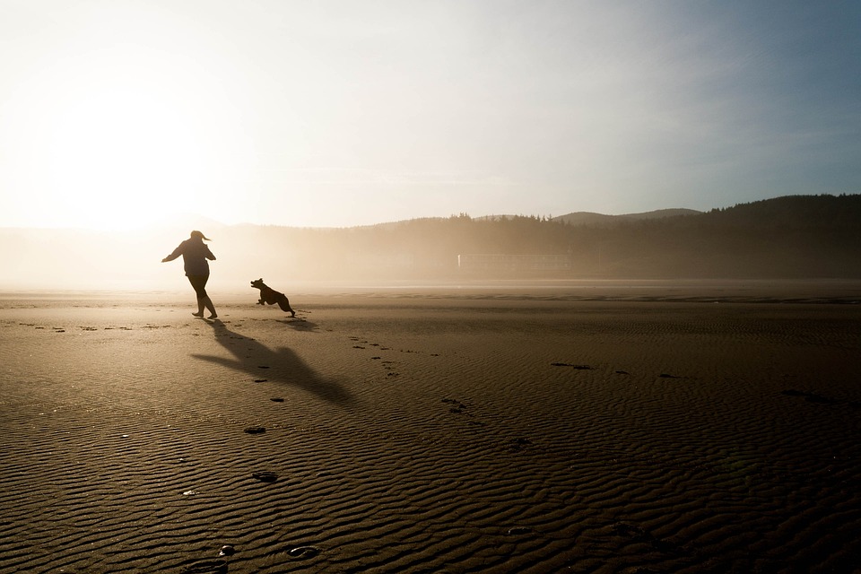 Pampering Paws: Exploring the Art of Canine Massage