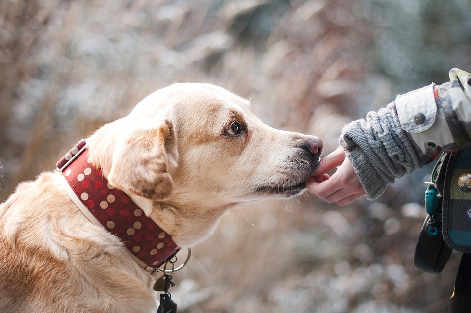 Dog Therapy and Seniors: Enhancing Well-being and Quality of Life