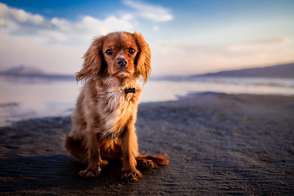 Worry-Free Wanderlust: Essential Steps to Take Before Flying with Your Canine Travel Buddy Worry-Free Wanderlust: Essential Steps to Take Before Flying with Your Canine Travel Buddy